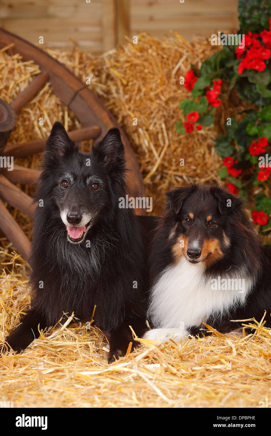 Sheltie, Shetland Sheepdog e Groenendael, belga cane pastore giacente in corrispondenza di fieno Foto Stock