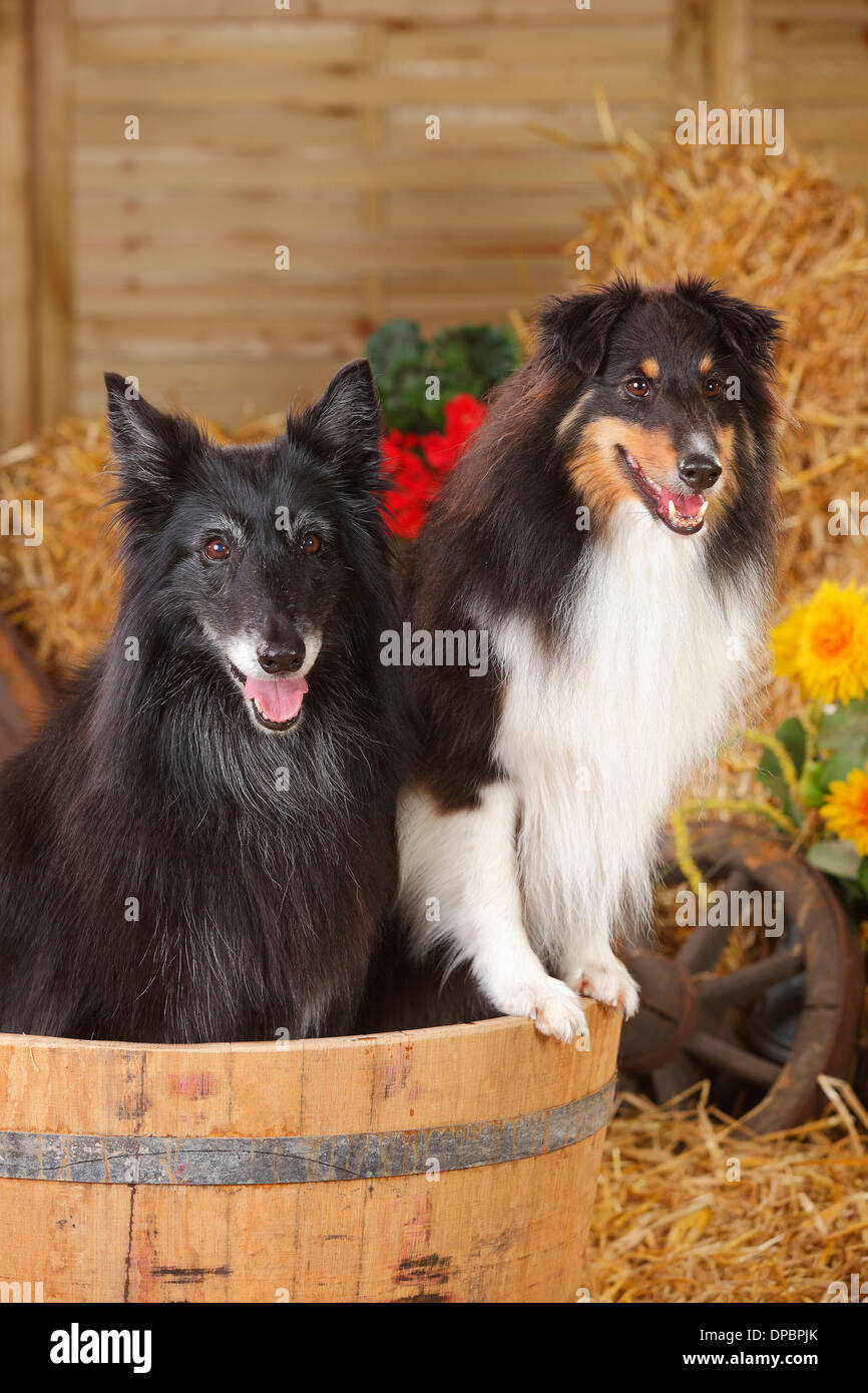 Sheltie, Shetland Sheepdog e Groenendael, belga cane pastore in una vasca da bagno Foto Stock