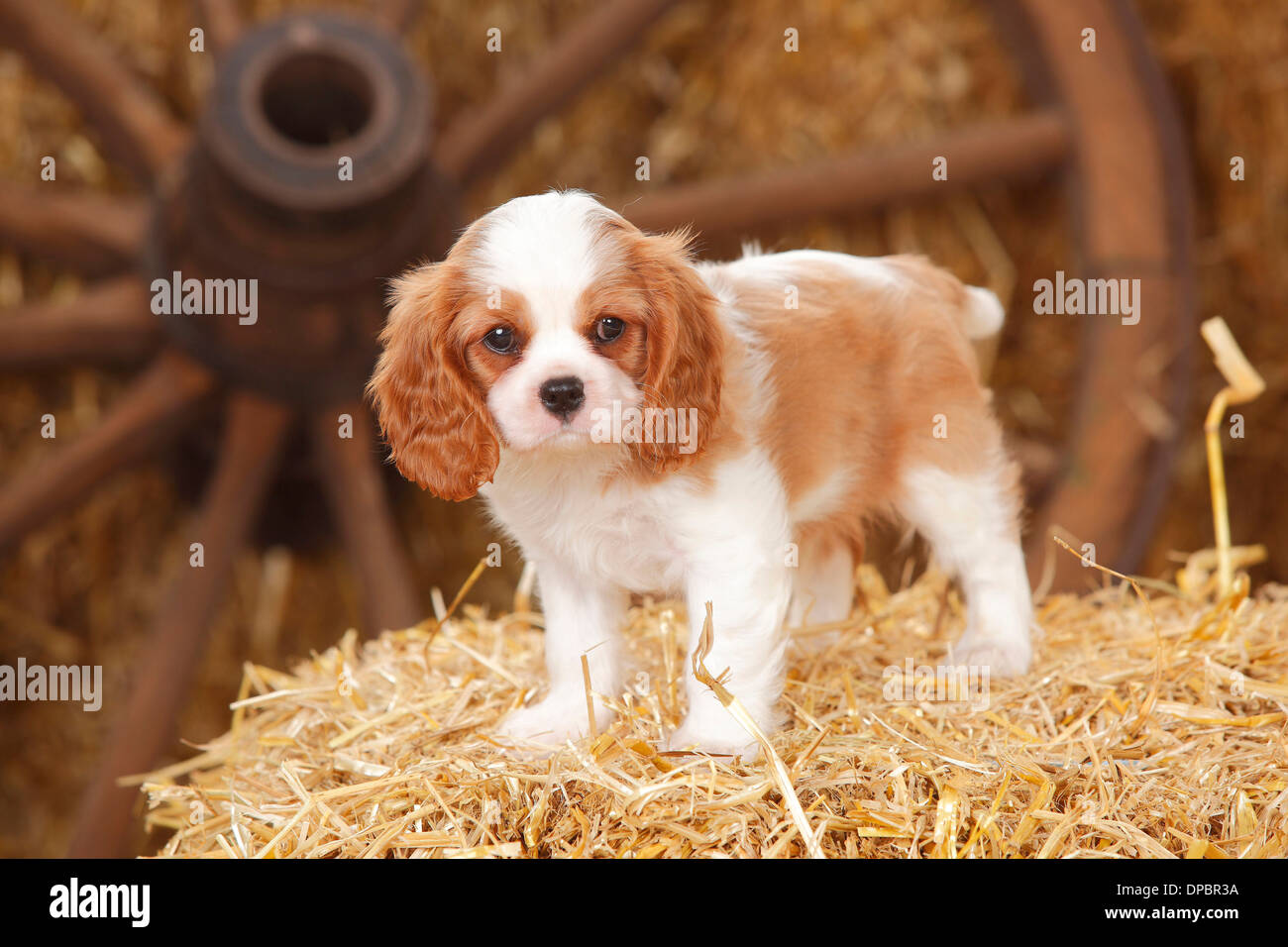 Cavalier King Charles Spaniel cucciolo in piedi su di una balla di paglia Foto Stock