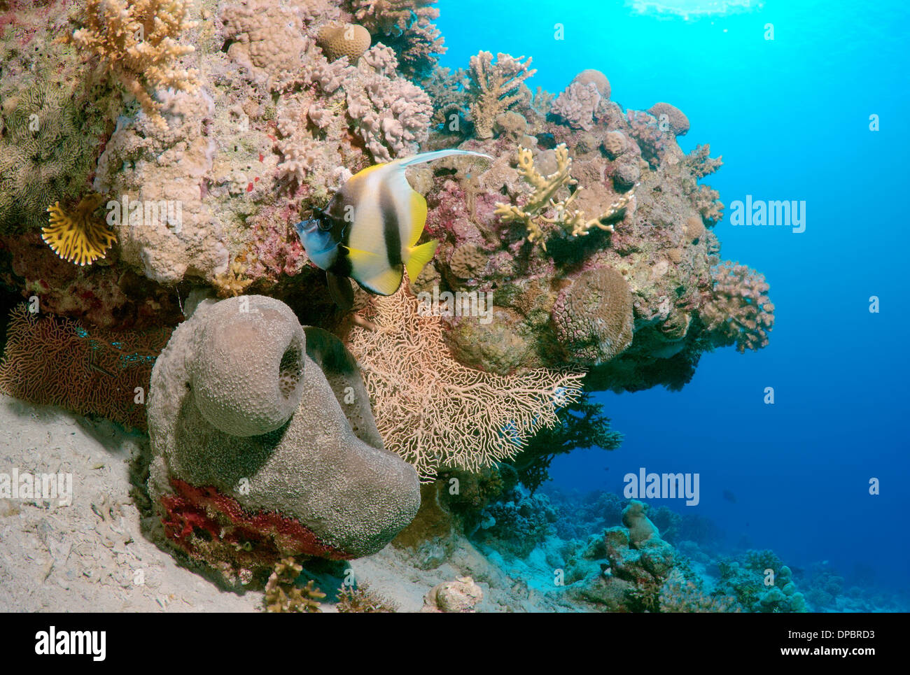 Pennant coralfish, longfin bannerfish o cocchiere (Heniochus acuminatus) Mare Rosso, Egitto, Africa Foto Stock