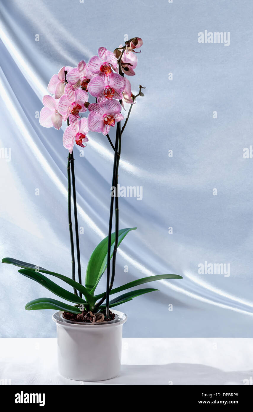 Natura morta con la fioritura di orchidee Foto Stock