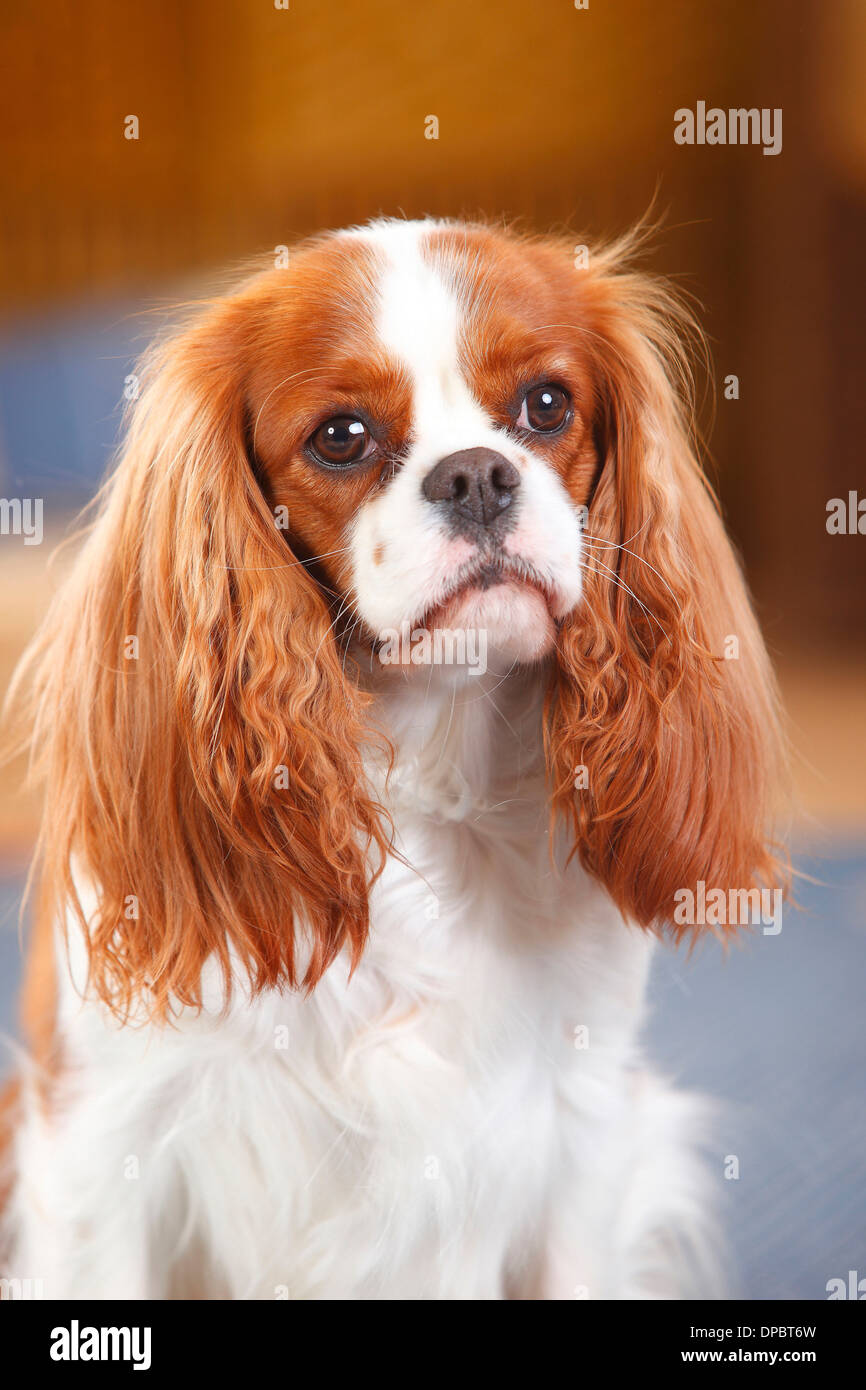 Ritratto del Cavalier King Charles Spaniel Foto Stock