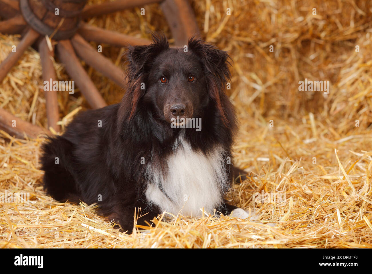 In bianco e nero alle Shetland Sheepdog giacente in corrispondenza di fieno Foto Stock