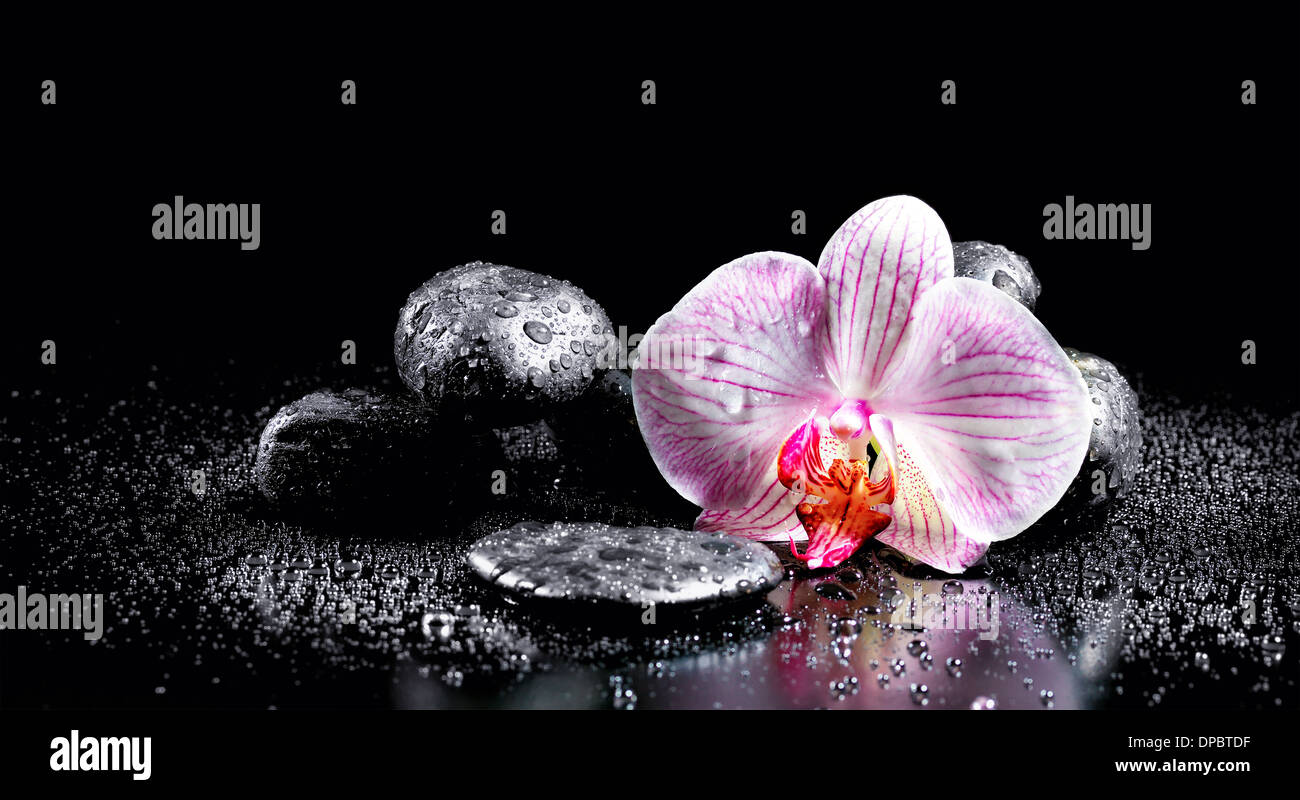 Orchid fiore con pietre zen su sfondo nero Foto Stock