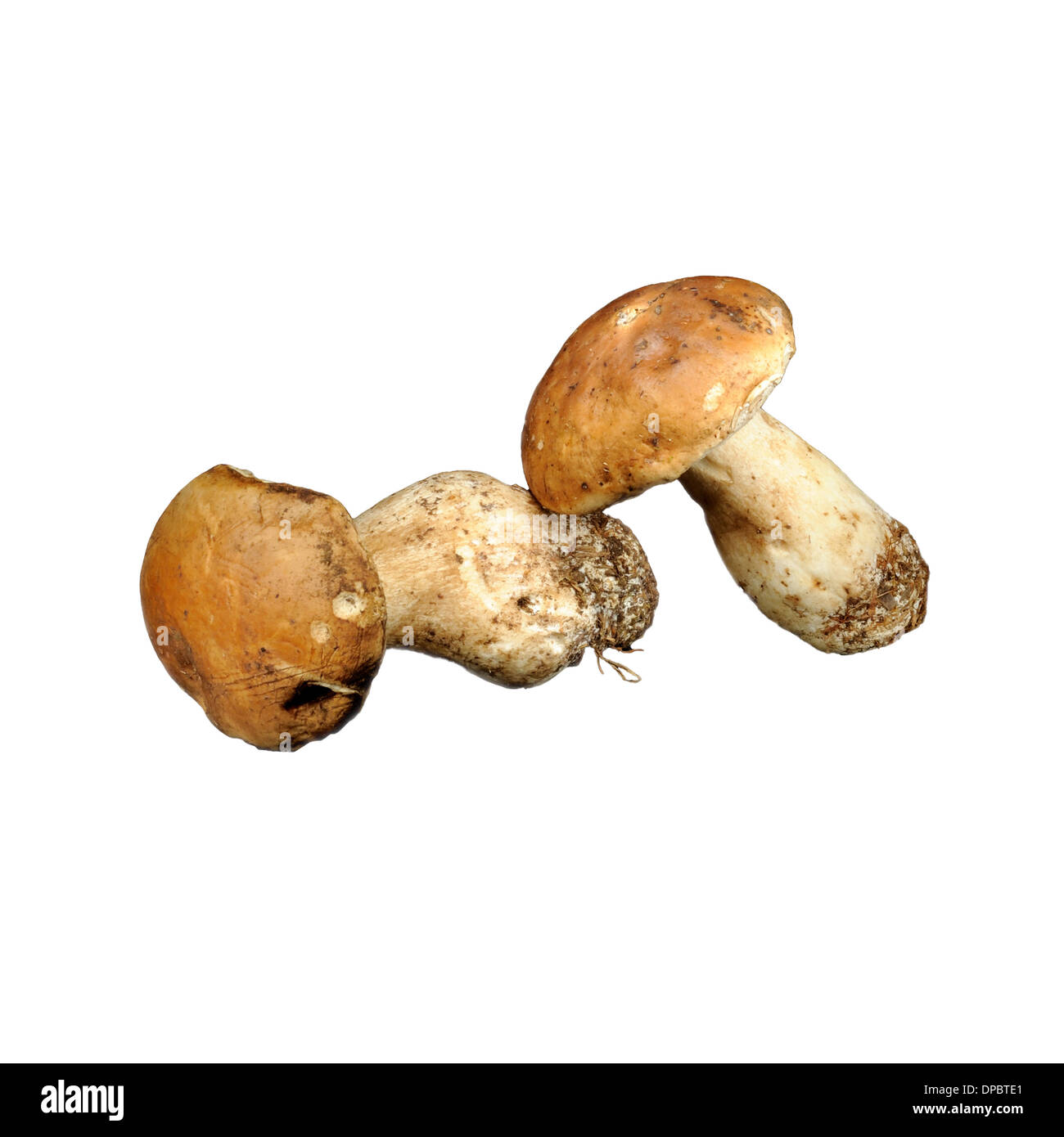 Funghi Porcino (Boletus edulis), su sfondo bianco. Foto Stock