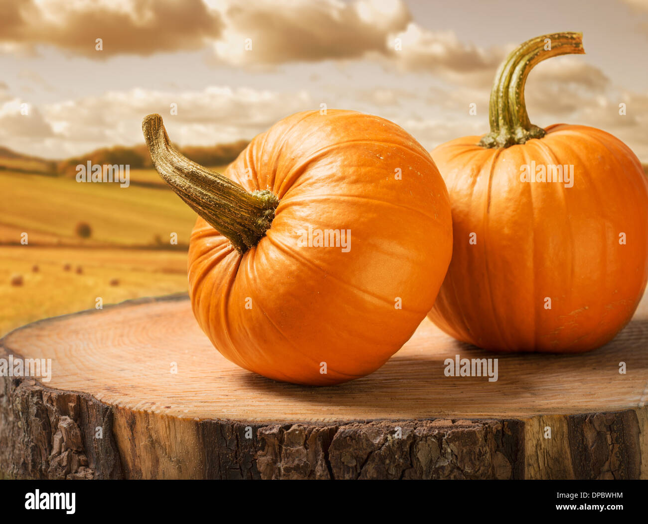 Zucche seduta sul log in raccolto autunnale impostazione Foto Stock