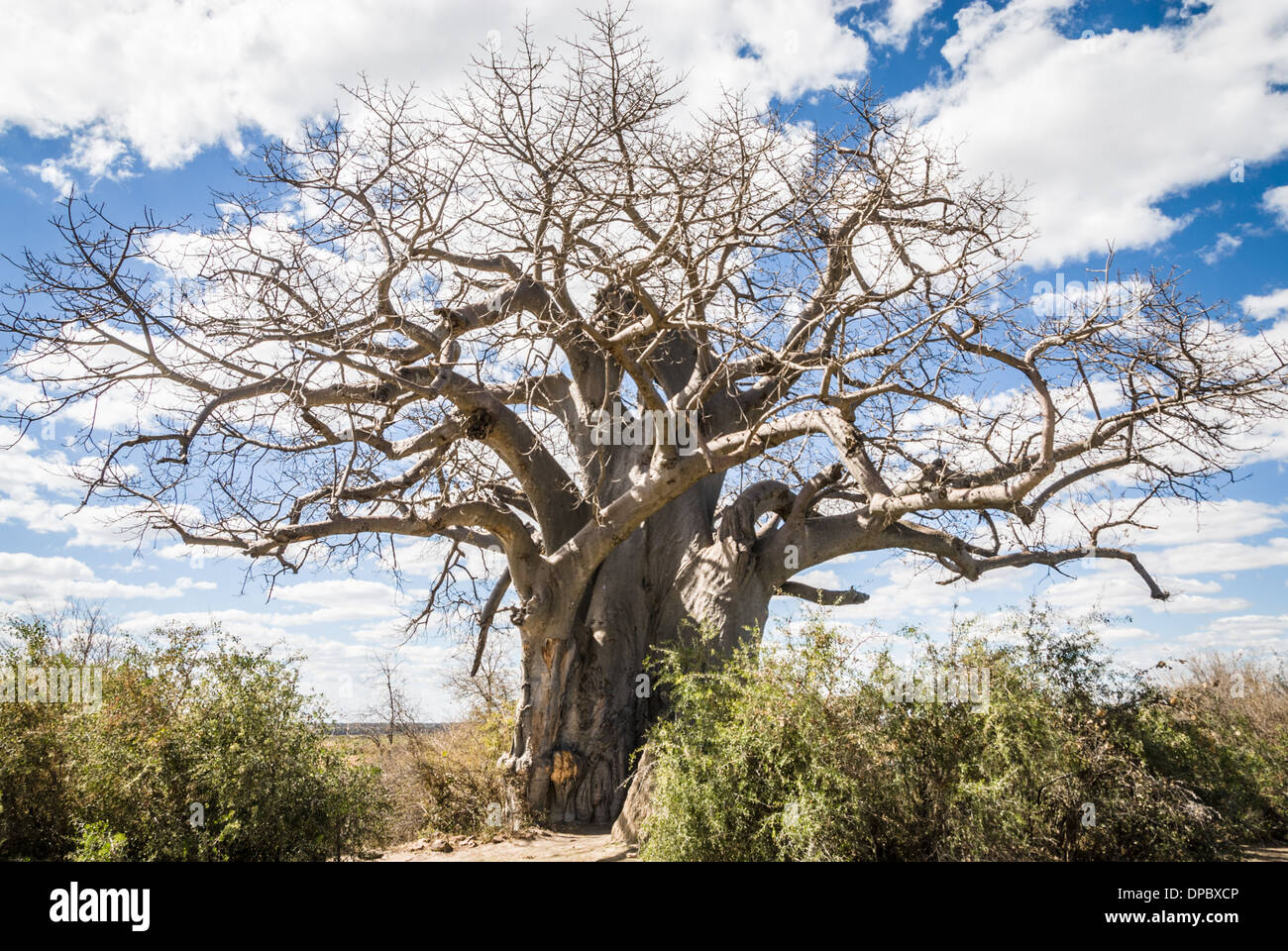 Grandi Baobab in Muhembo Game Reserve, Namibia, Africa Foto Stock