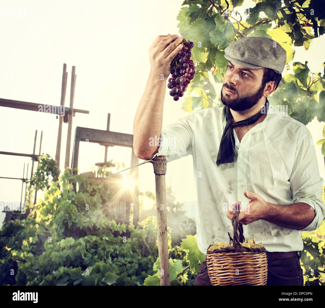 Agricoltore la raccolta l'uva in vigna Foto Stock