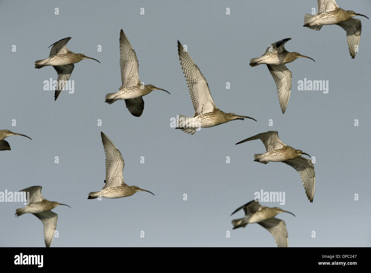 Curlew Numenius arquata - gregge in volo Foto Stock