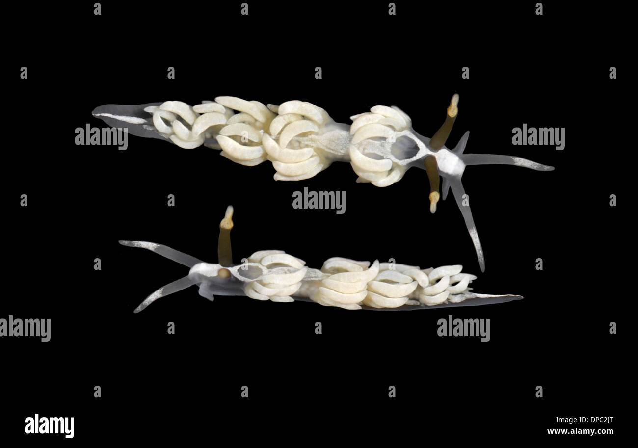 Favorinus branchialis - Sea Slug Foto Stock