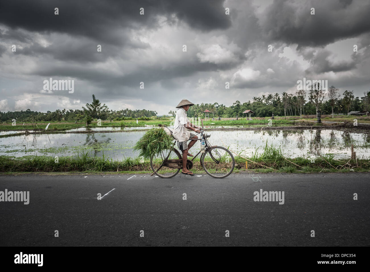 Uomo in bicicletta attraverso i campi di riso di Bali, Indonesia, Asia. Foto Stock