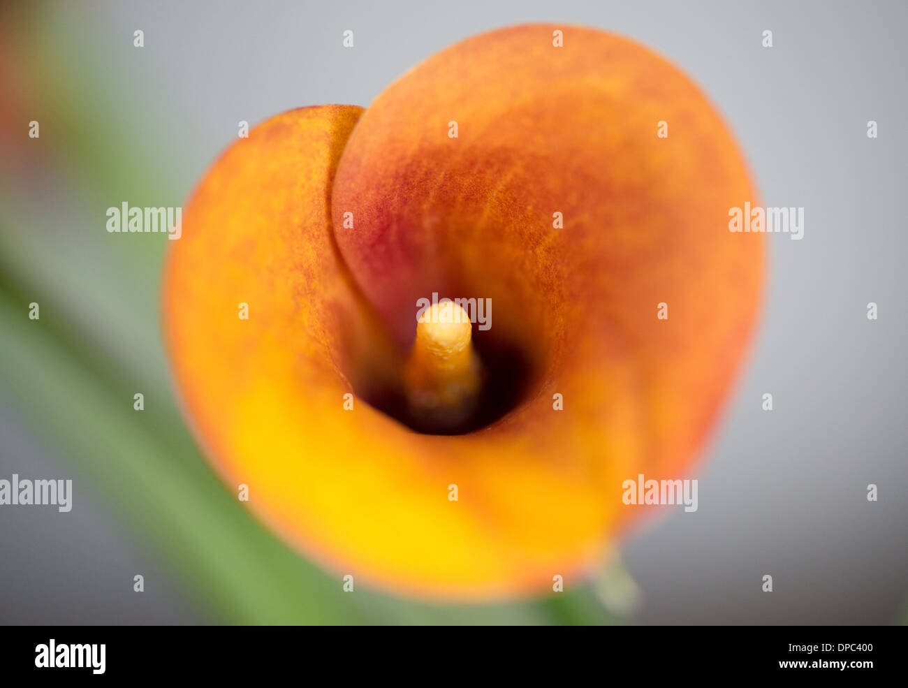Orange tromba lily fiori con steli verdi Foto Stock