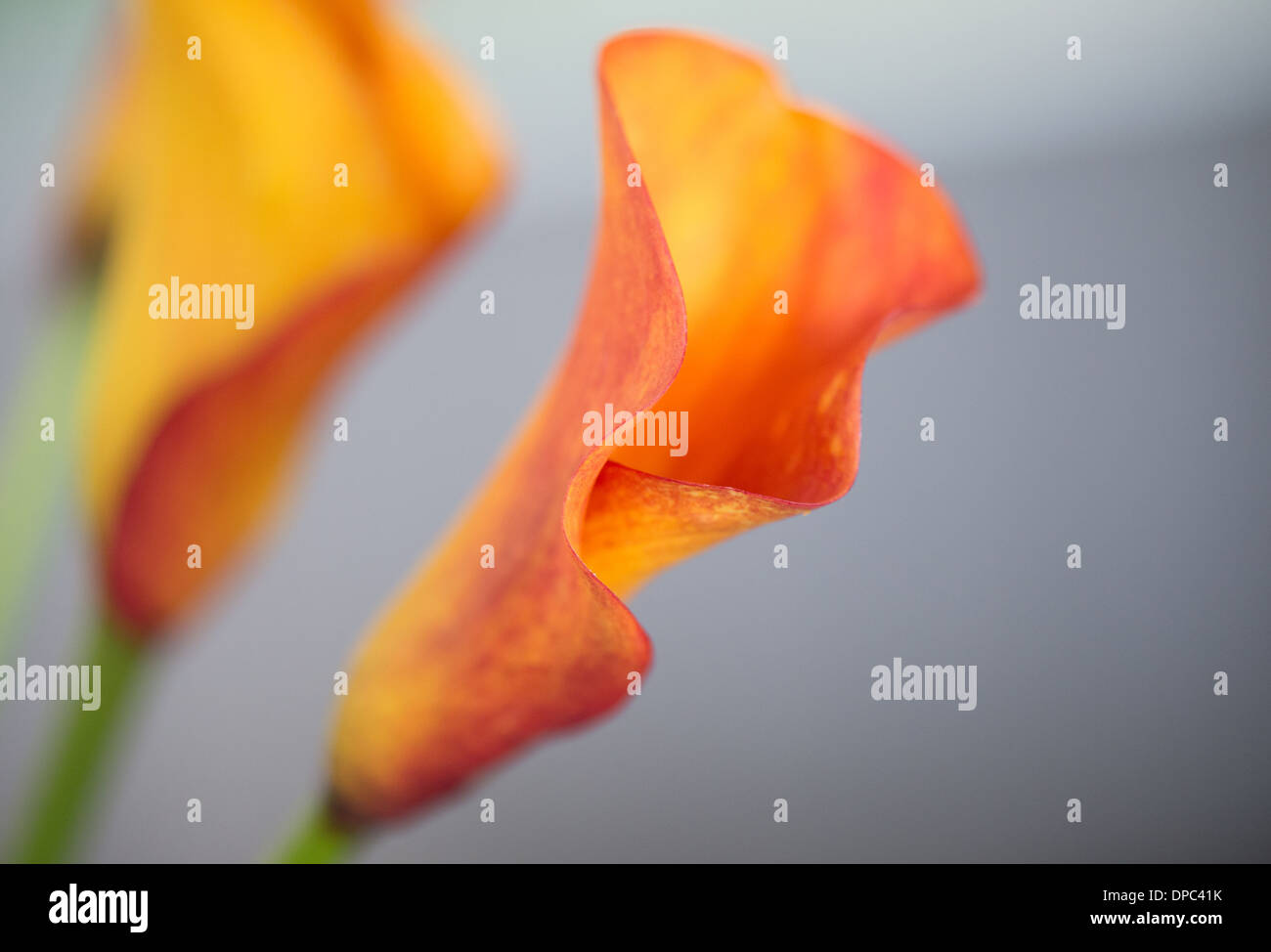 Orange tromba lily fiori con steli verdi Foto Stock