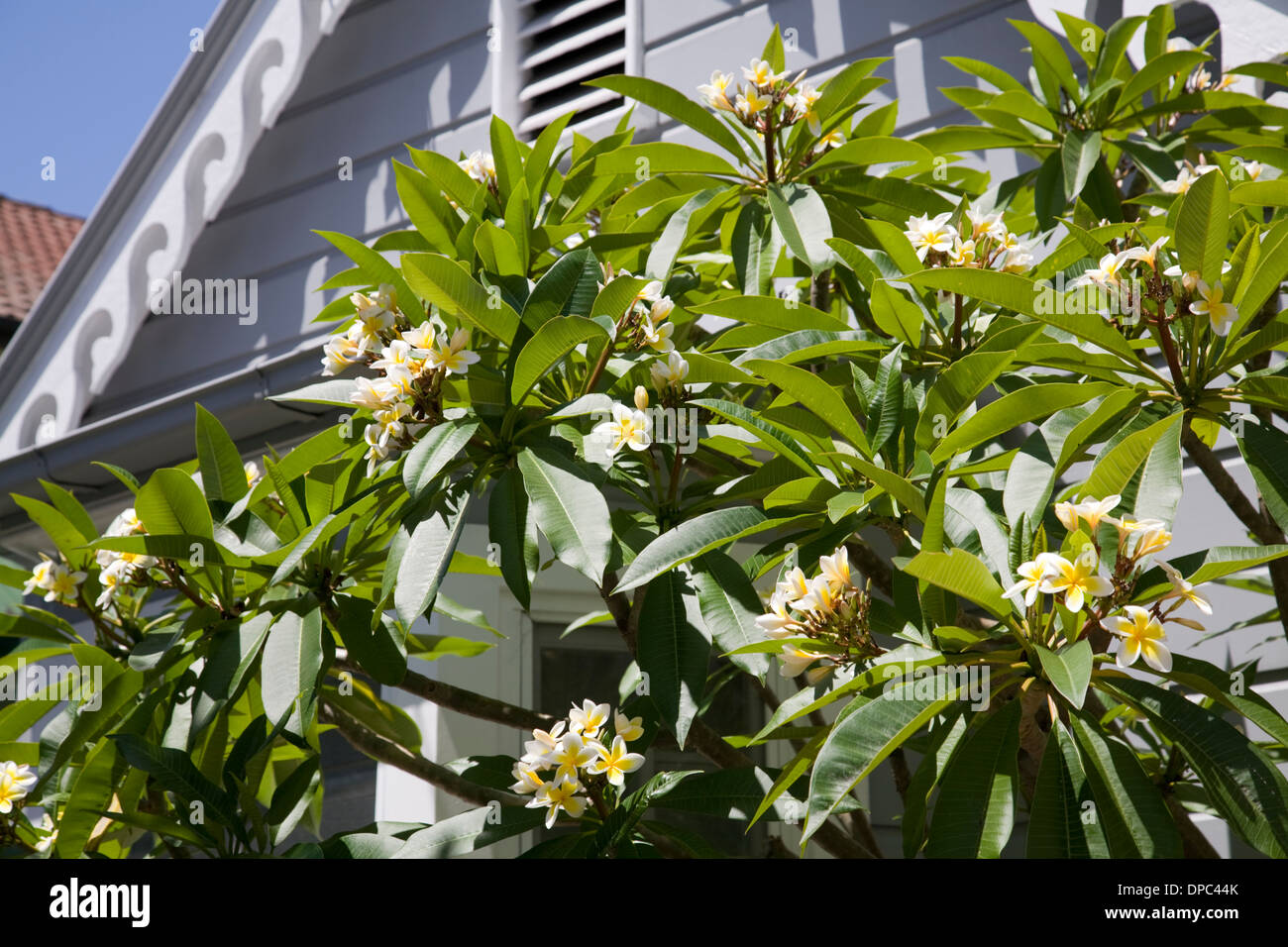 Il frangipani ( plumeria) tree che fiorisce in un giardino di Sydney, Australia Foto Stock