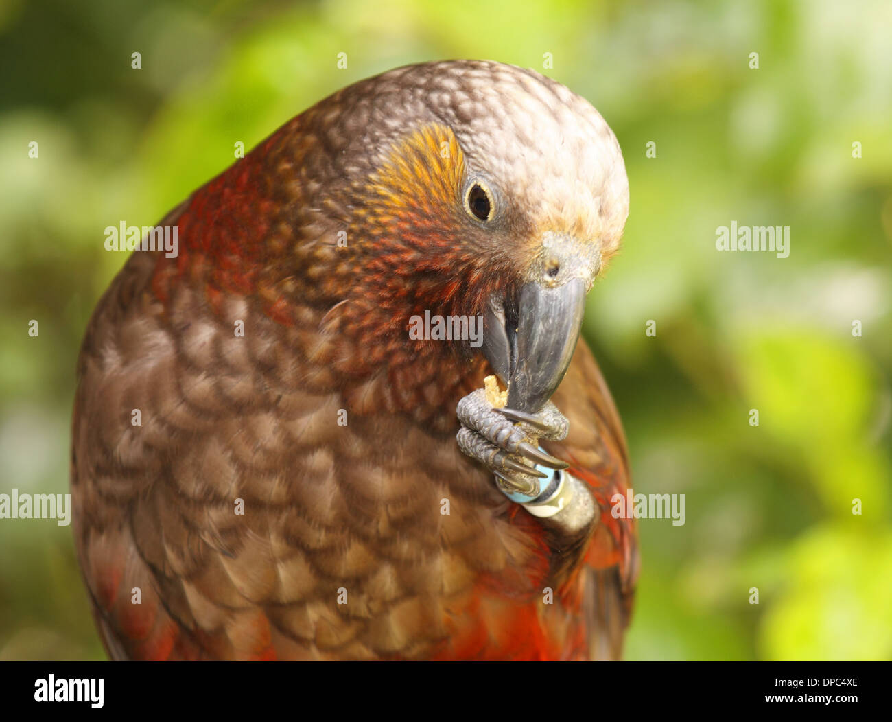 Un Kaka, un pappagallo minacciate, alimentazione su un dado. Foto Stock