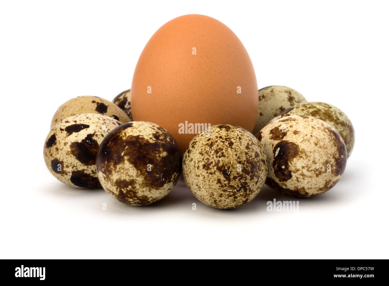 Quaglia e gallina uova isolate su sfondo bianco close up Foto Stock