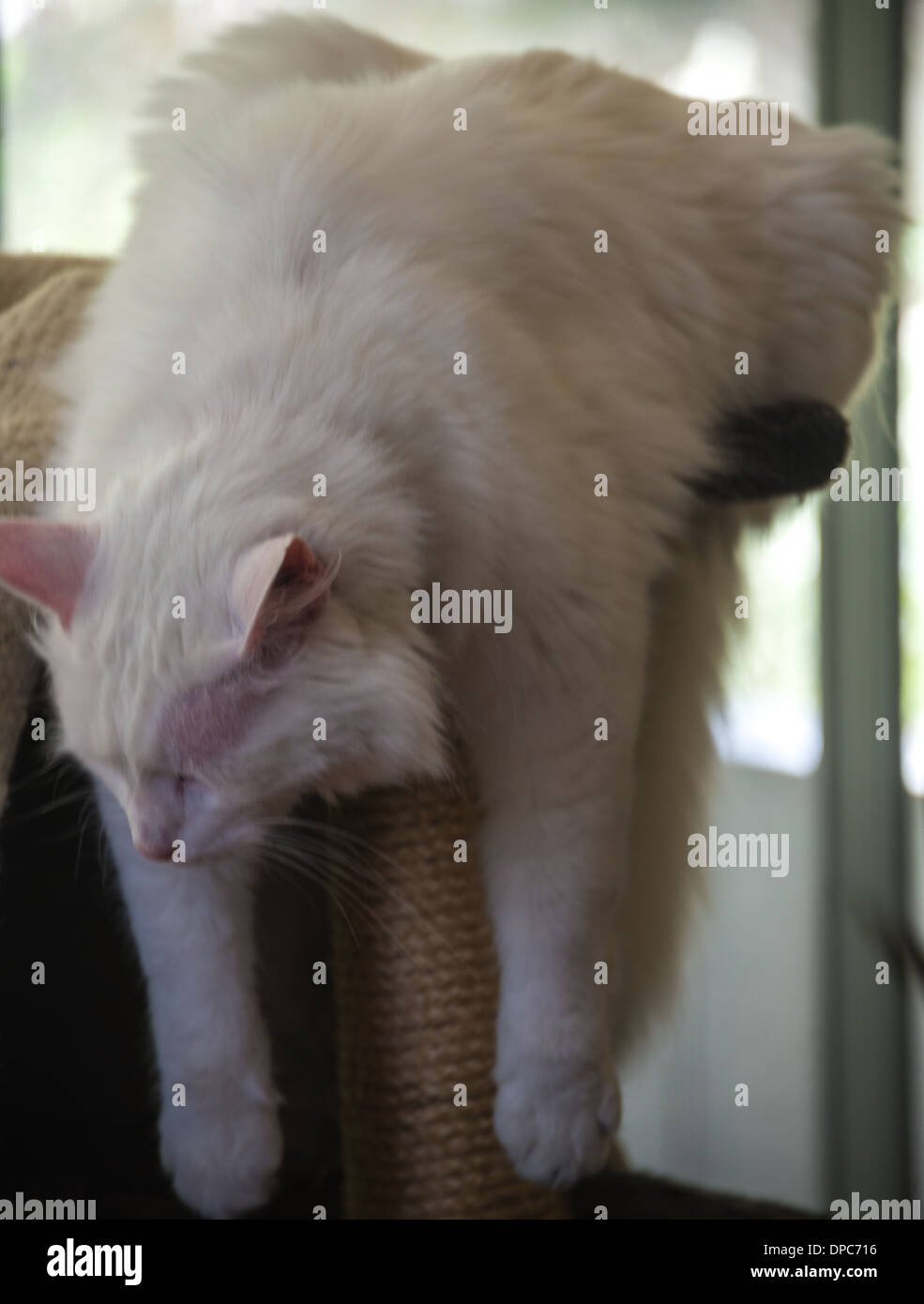 White cat fasciame sulla parte superiore della sua scratch post posa divertente Foto Stock