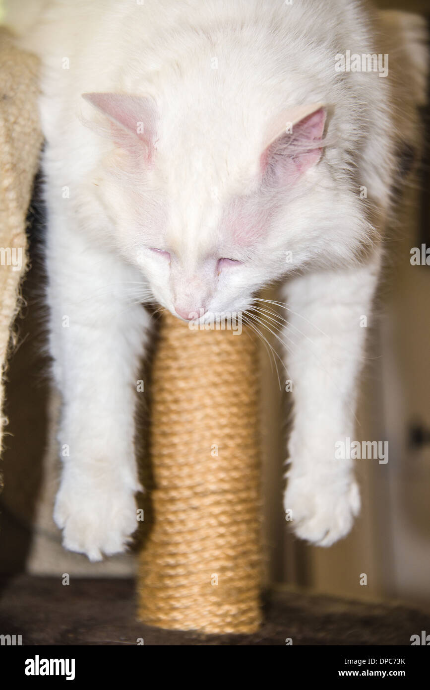 White cat fasciame sulla parte superiore della sua scratch post posa divertente Foto Stock