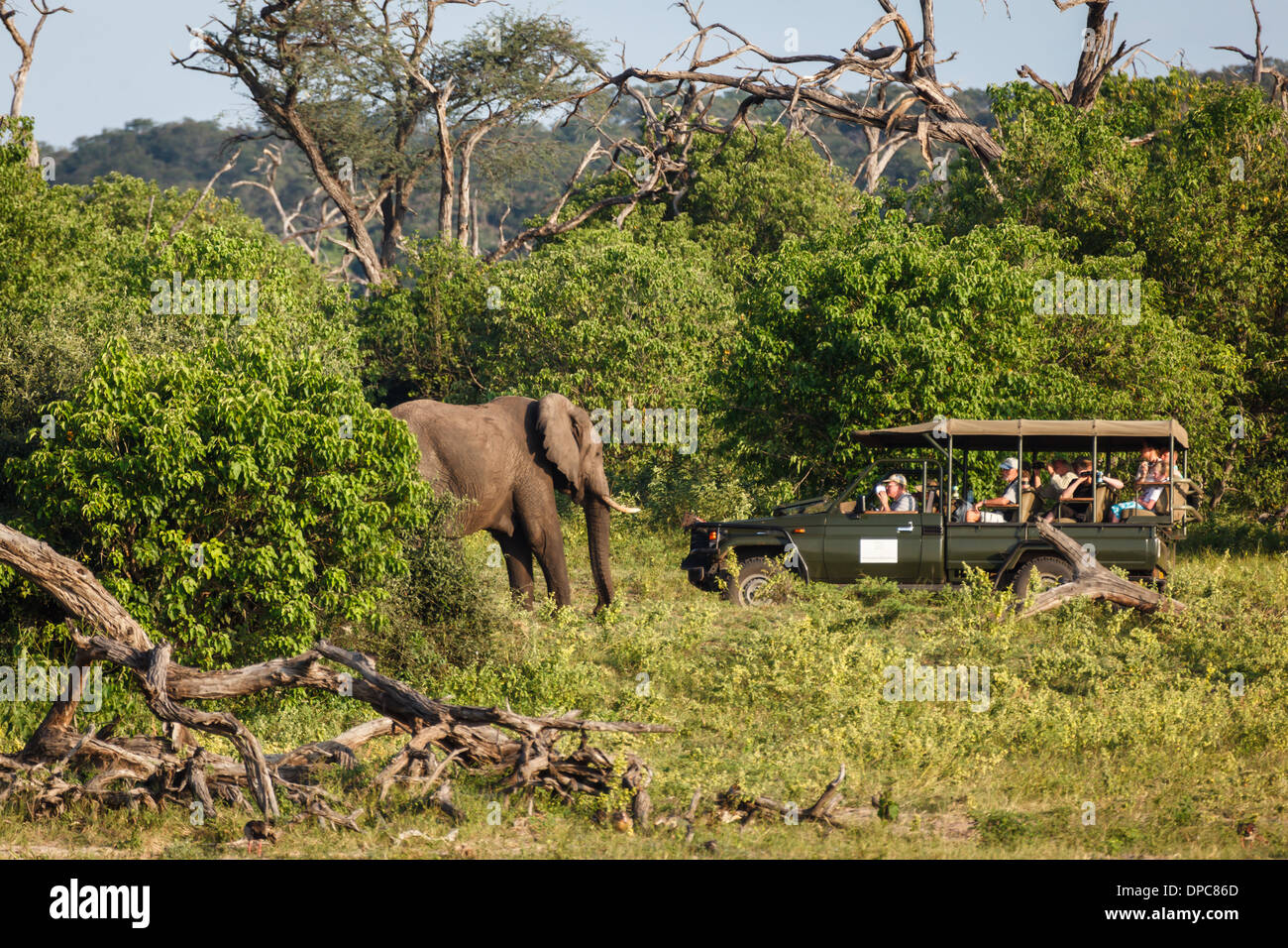 I turisti a bordo di un veicolo da safari guidano da vicino a un elefante selvatico in Botswana, Africa Foto Stock