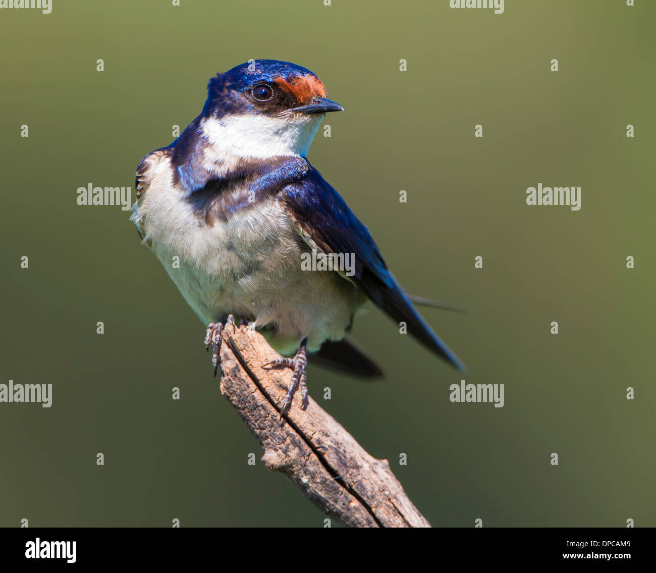 Whitethroated swallow guardando lateralmente Foto Stock