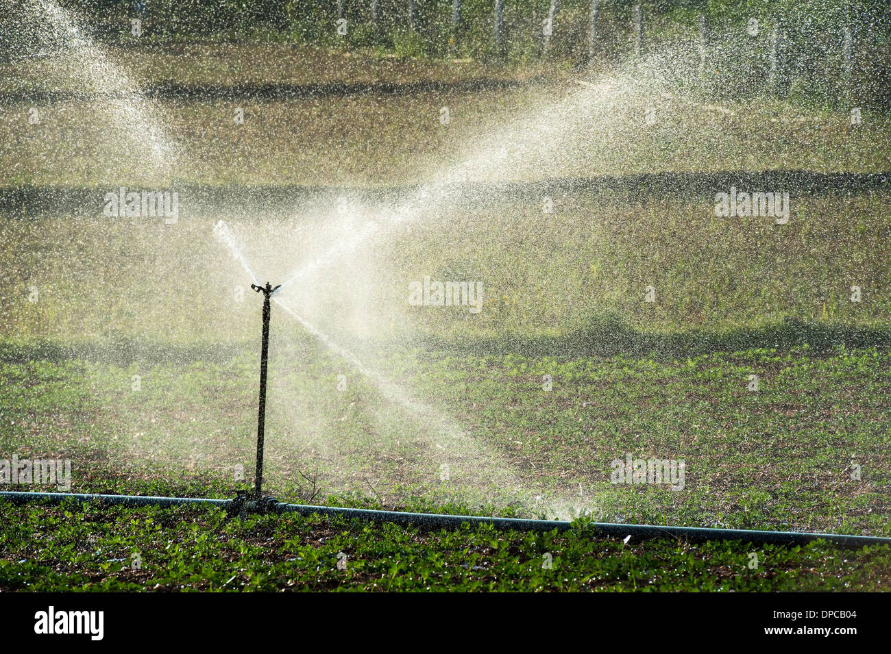 Abbeveraggio arachide / piante di arachidi in India con acqua sprinkler. Andhra Pradesh, India Foto Stock