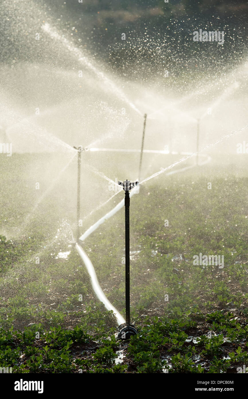 Abbeveraggio arachide / piante di arachidi in India con acqua sprinkler. Andhra Pradesh, India Foto Stock