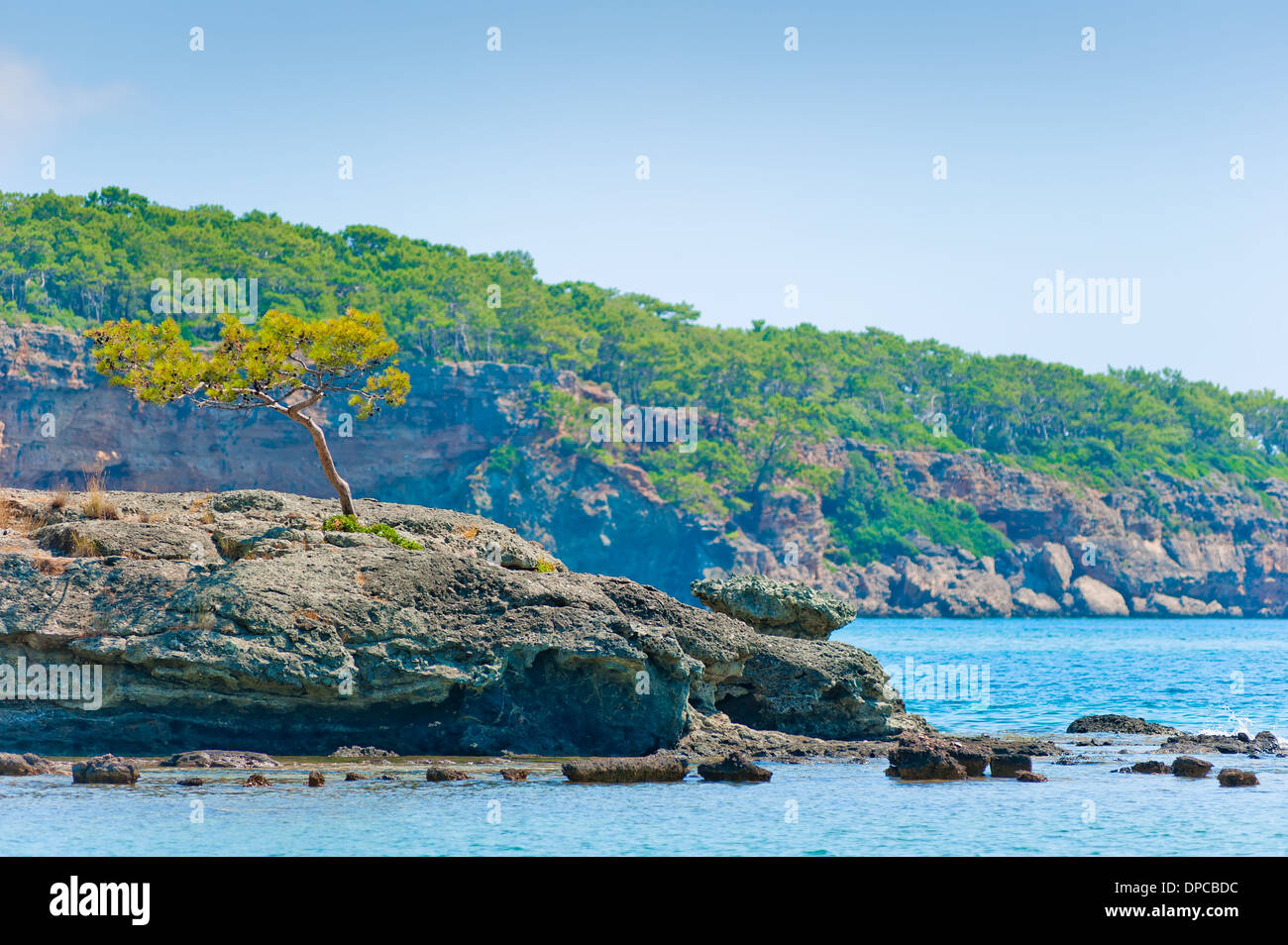 Lone Pine tree crescono su una roccia vicino al mare Foto Stock