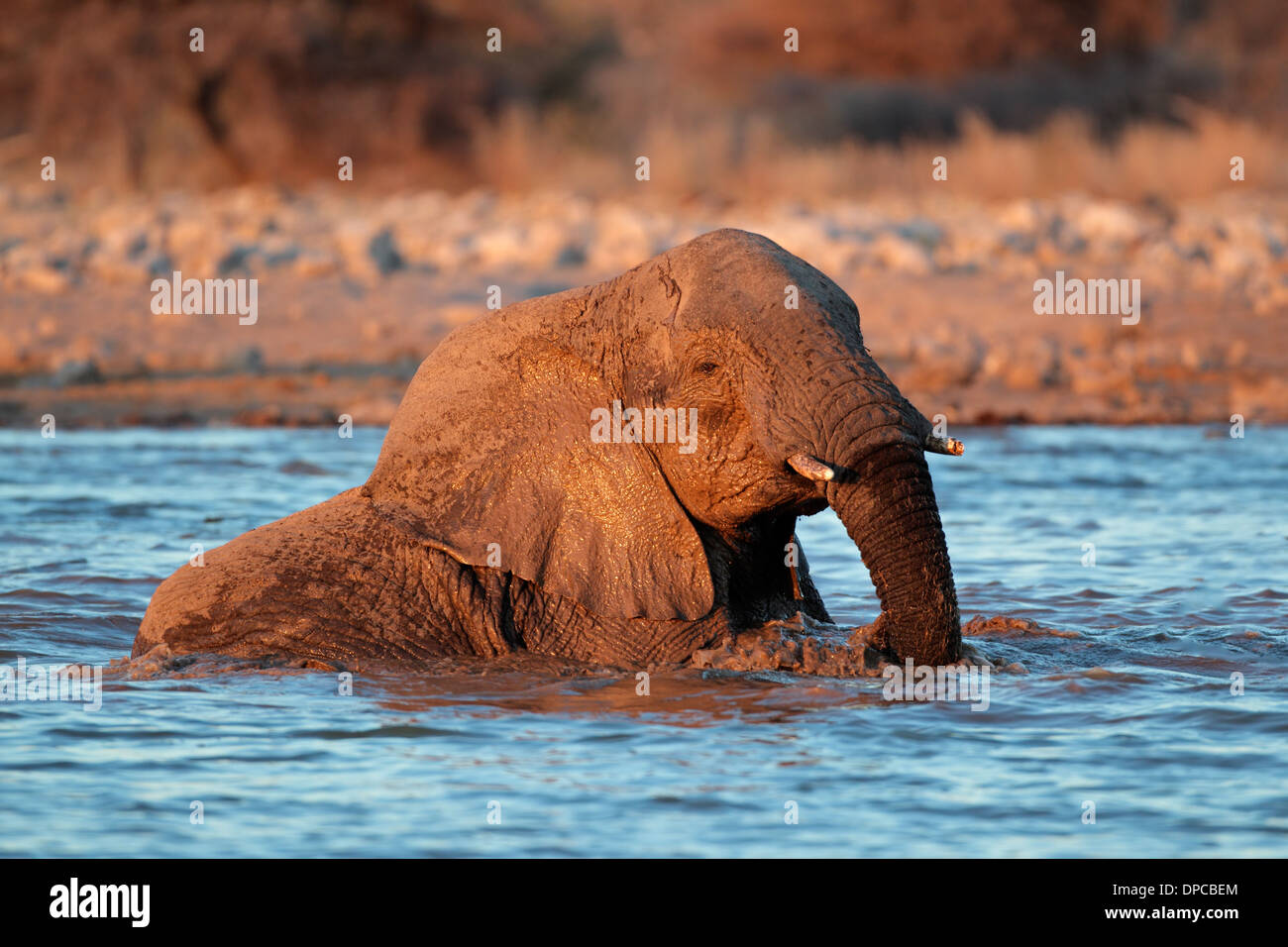 Elefante africano (Loxodonta africana) giocando in acqua, il Parco Nazionale di Etosha, Namibia Foto Stock