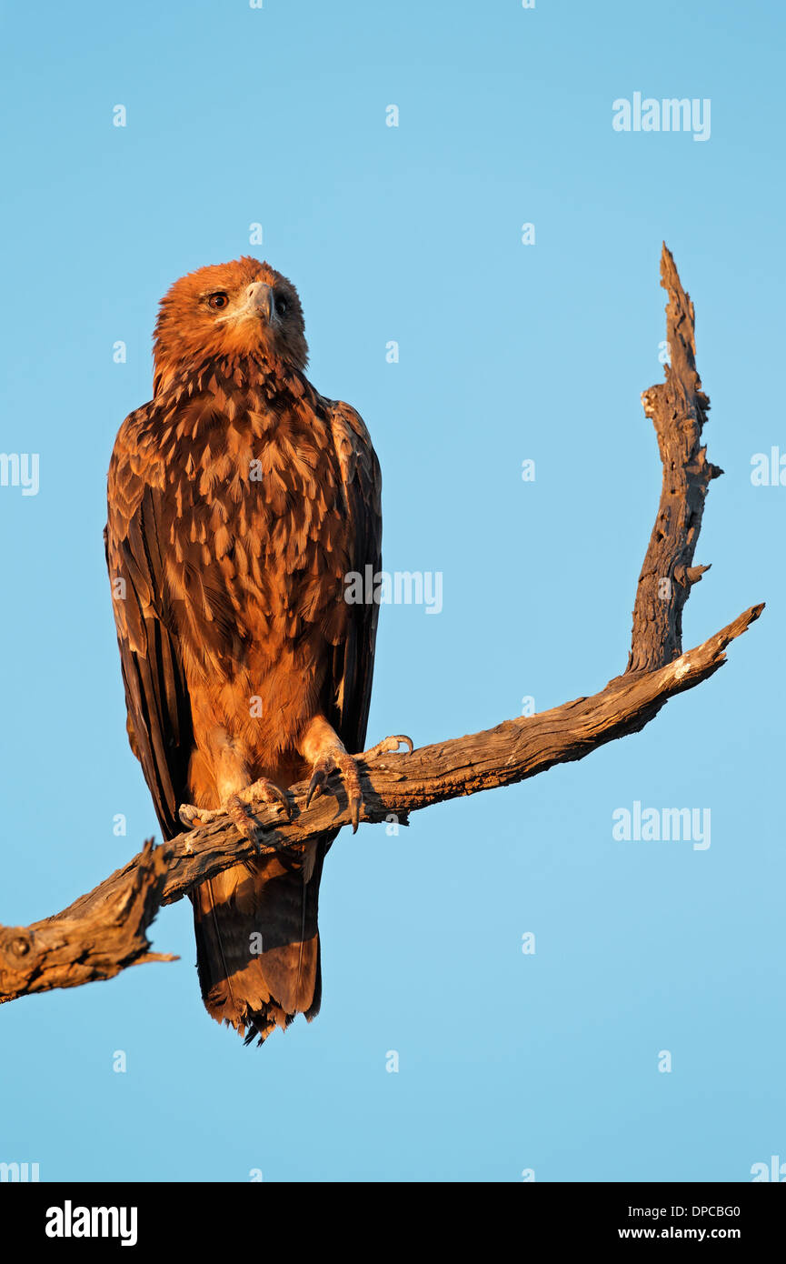 Bruno eagle (Aquila rapax) appollaiato su un ramo, il Kalahari, Sud Africa Foto Stock