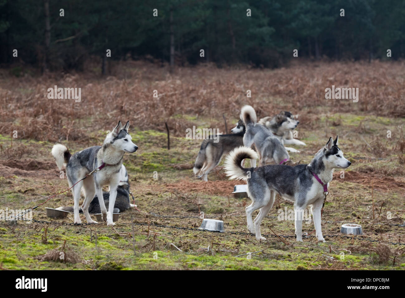 Siberian Husky (Canis lupus familiaris). Animali Tethered aspettavano il loro turno per essere chiamato per una gara di un 'mush'. Thetford. Regno Unito. Foto Stock