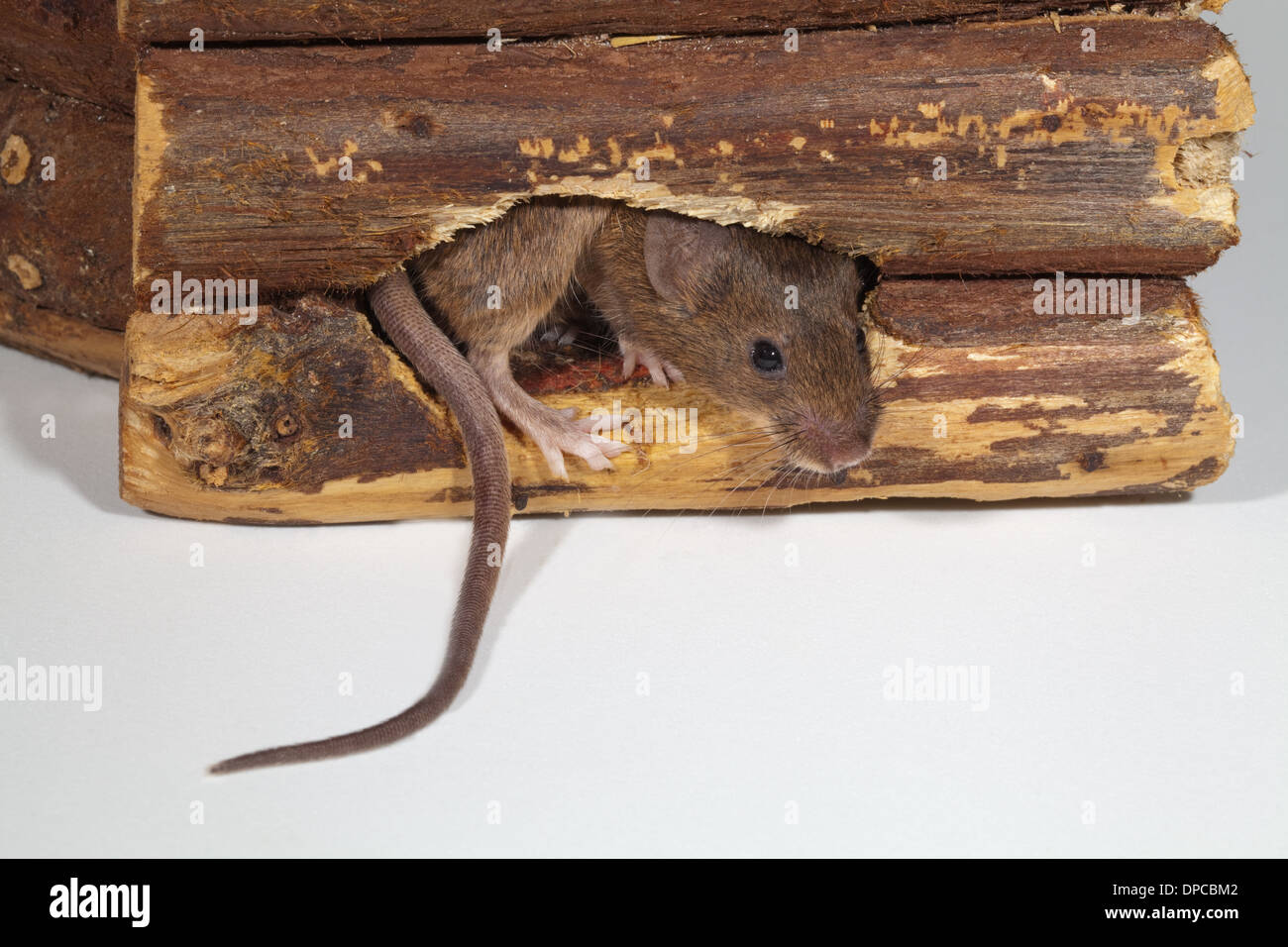 Casa Mouse (Mus musculus). Emergente da un foro masticato attraverso una piantagione di legno contenitore. Foto Stock
