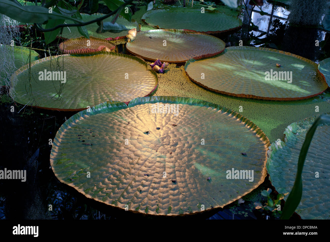 Turku: Giardini botanici: ninfee giganti Foto Stock