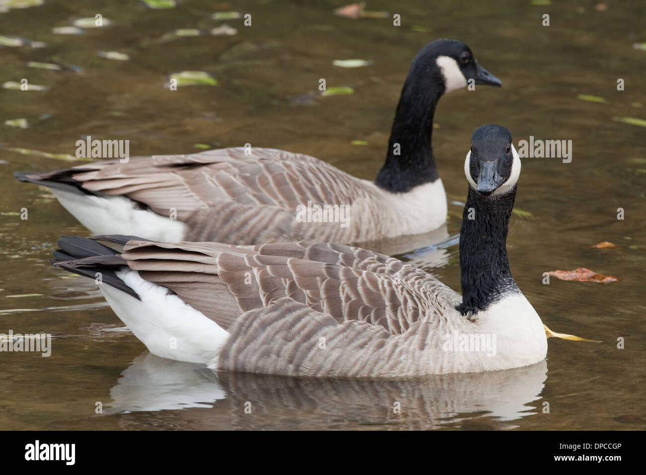 Oche del Canada (Branta canadensis). Fiume Thet. Thetford. Norfolk. Foto Stock