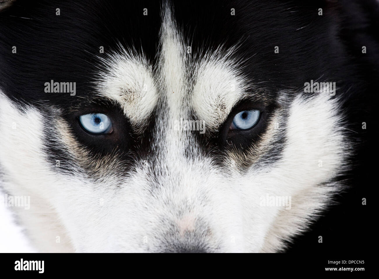 Close up su gli occhi blu di un siberian husky cane Foto Stock