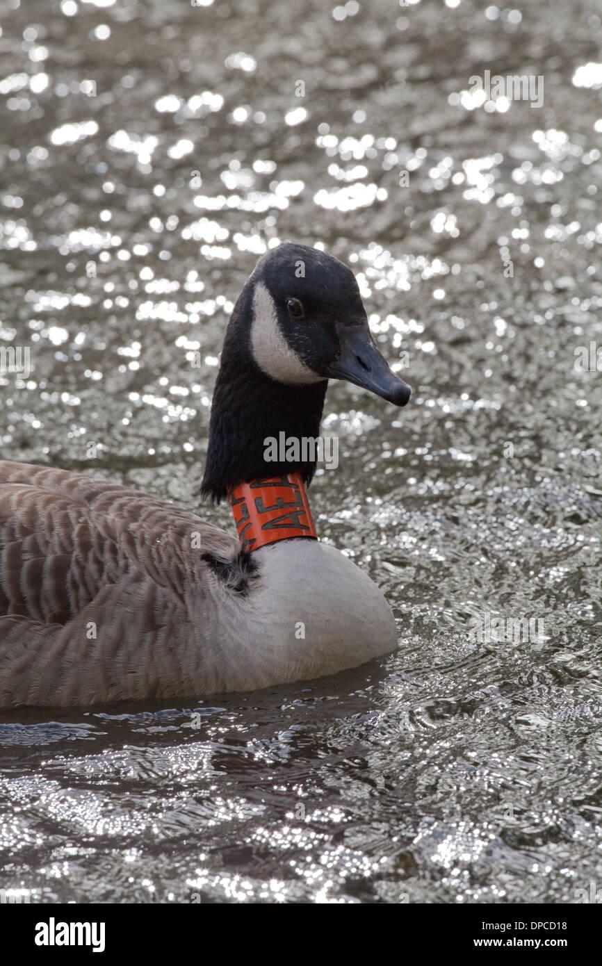 Oche del Canada (Branta canadensis). Goose indossando un arancione di identificazione di plastica collare. Ricerca di movimenti di uccelli, longevità Foto Stock
