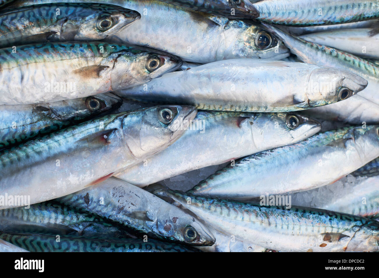 Fresco e mediterraneo sgombro pesce per la vendita sul mercato di Marsiglia, Francia Foto Stock