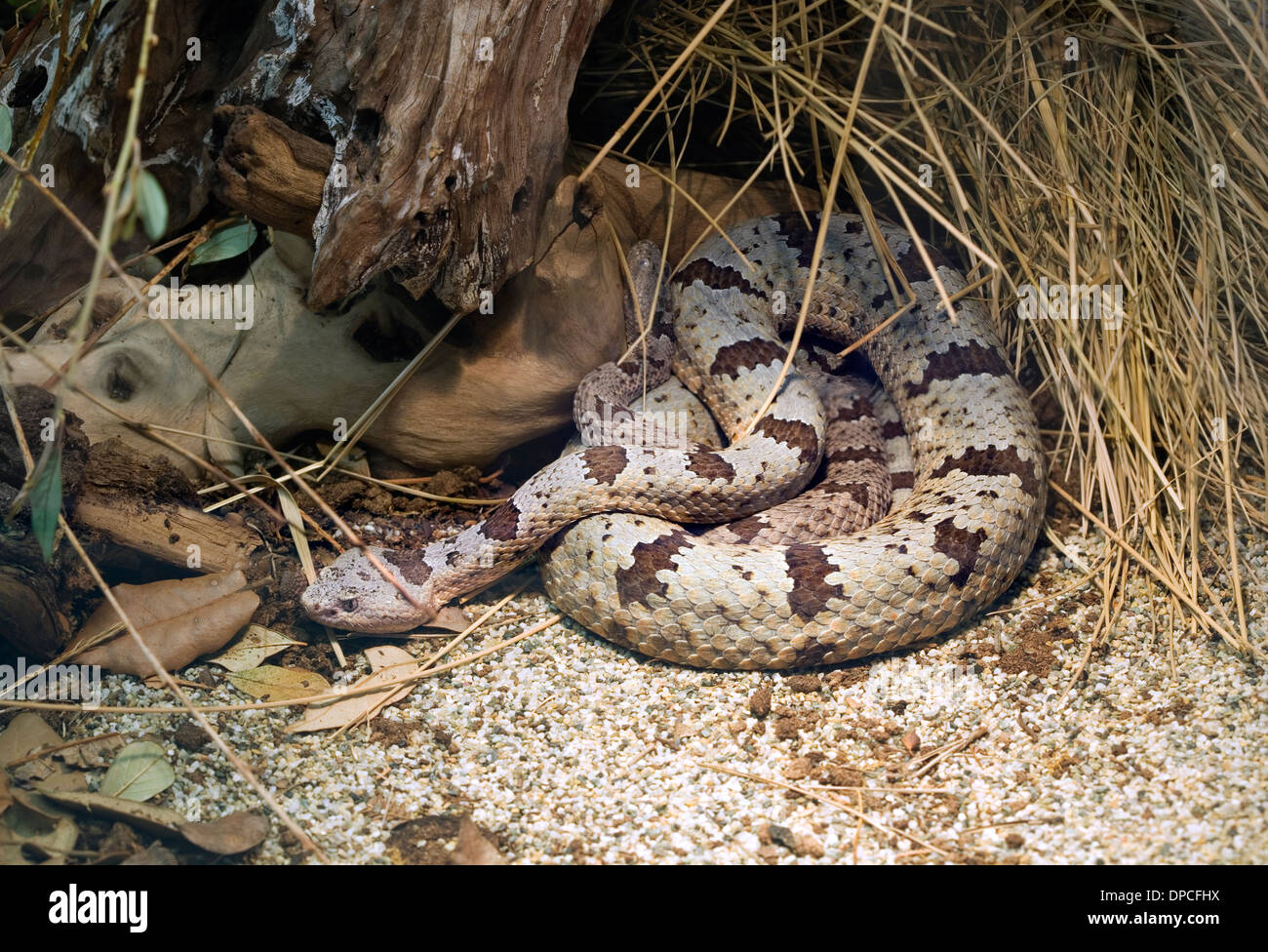 Nastrare Rattlesnake Rock, Crotalus Lepidus Klauberi Foto Stock