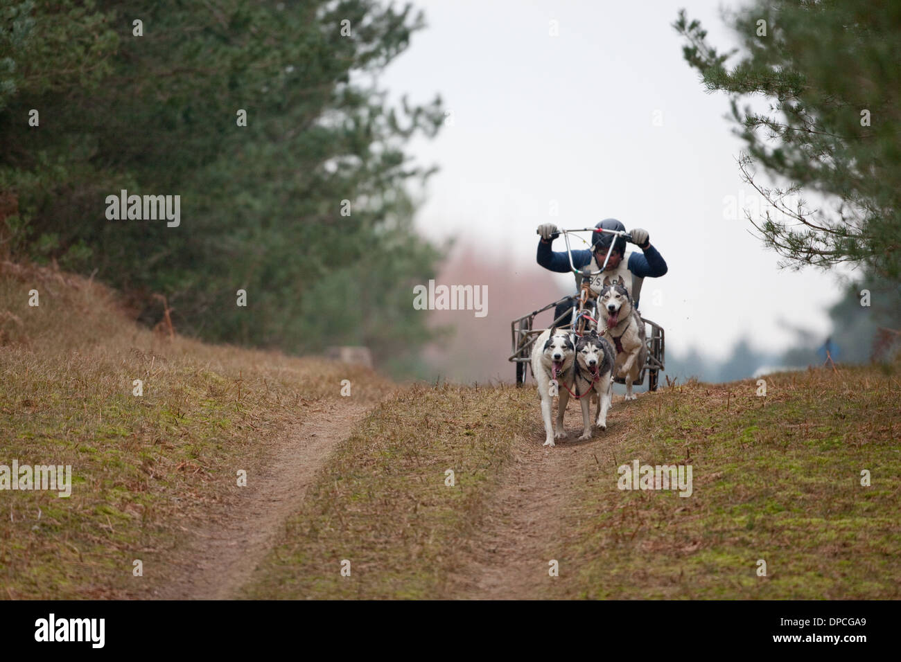 Husky 'Mush'. I concorrenti. Foresta di Rendlesham, Suffolk. Incontro organizzato da Siberian Husky Club della Gran Bretagna. Foto Stock