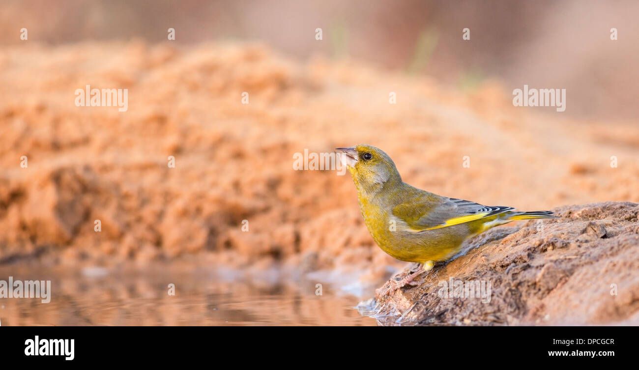 Unione verdone, (Carduelis chloris), è un piccolo uccello passerine in finch famiglia Fringillidae. Foto Stock