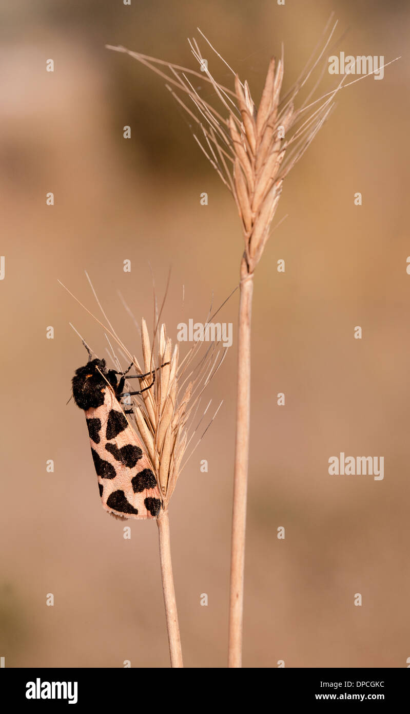 Cymbalophora oertzeni è una falena della famiglia Arctiidae. Si è trovato in Israele e in Palestina Foto Stock