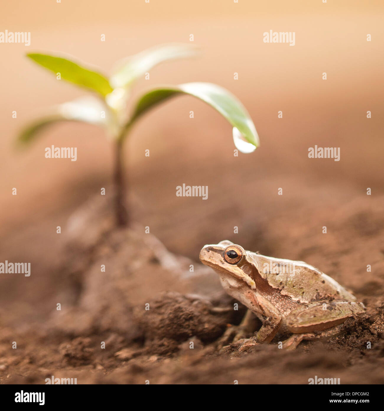 Medio Oriente raganella (Hyla savignyi), fotografato in Ein Afek Riserva Naturale, Israele nel mese di settembre Foto Stock