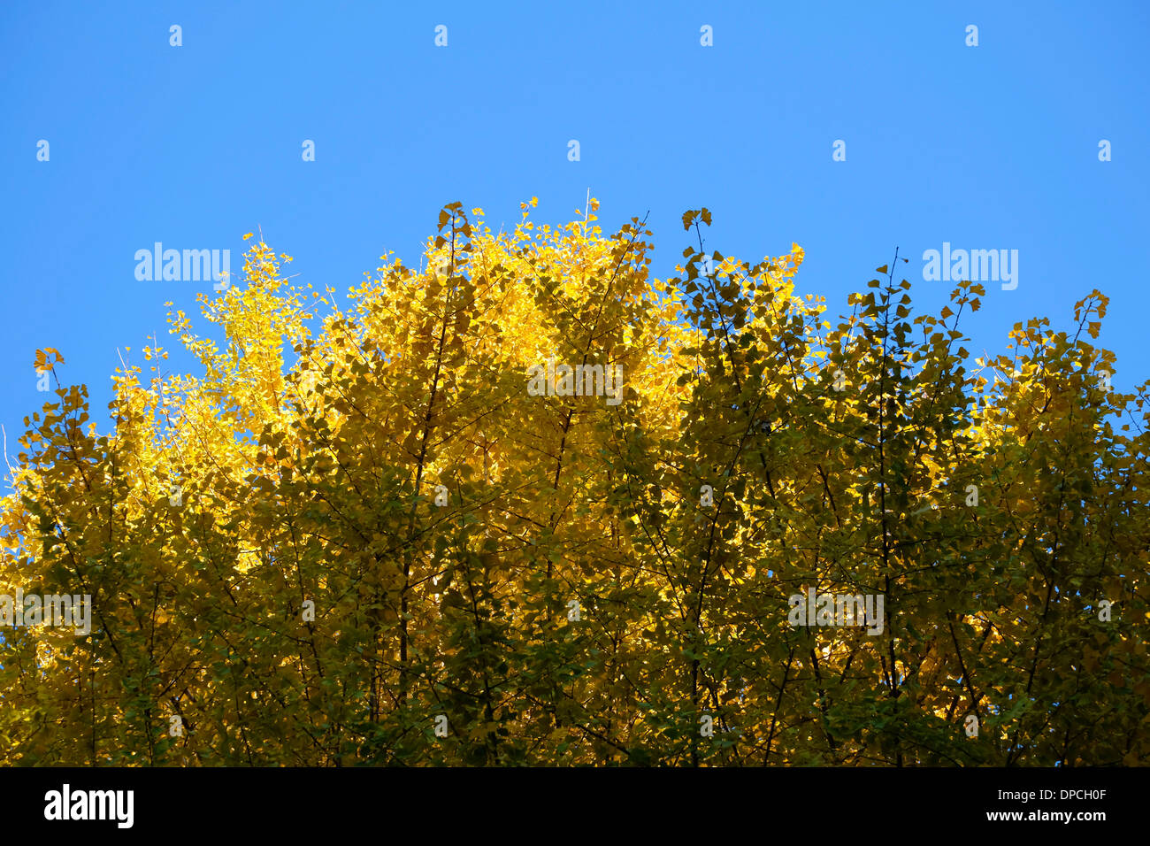 Albero di Gingko Foto Stock