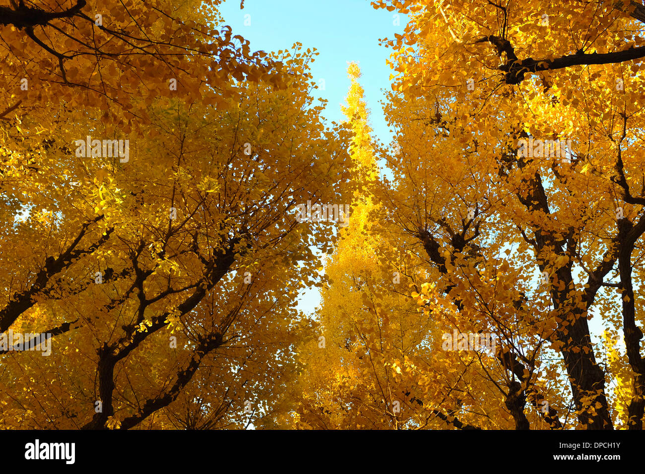 Jingu Gaien Gingko Festival Foto Stock