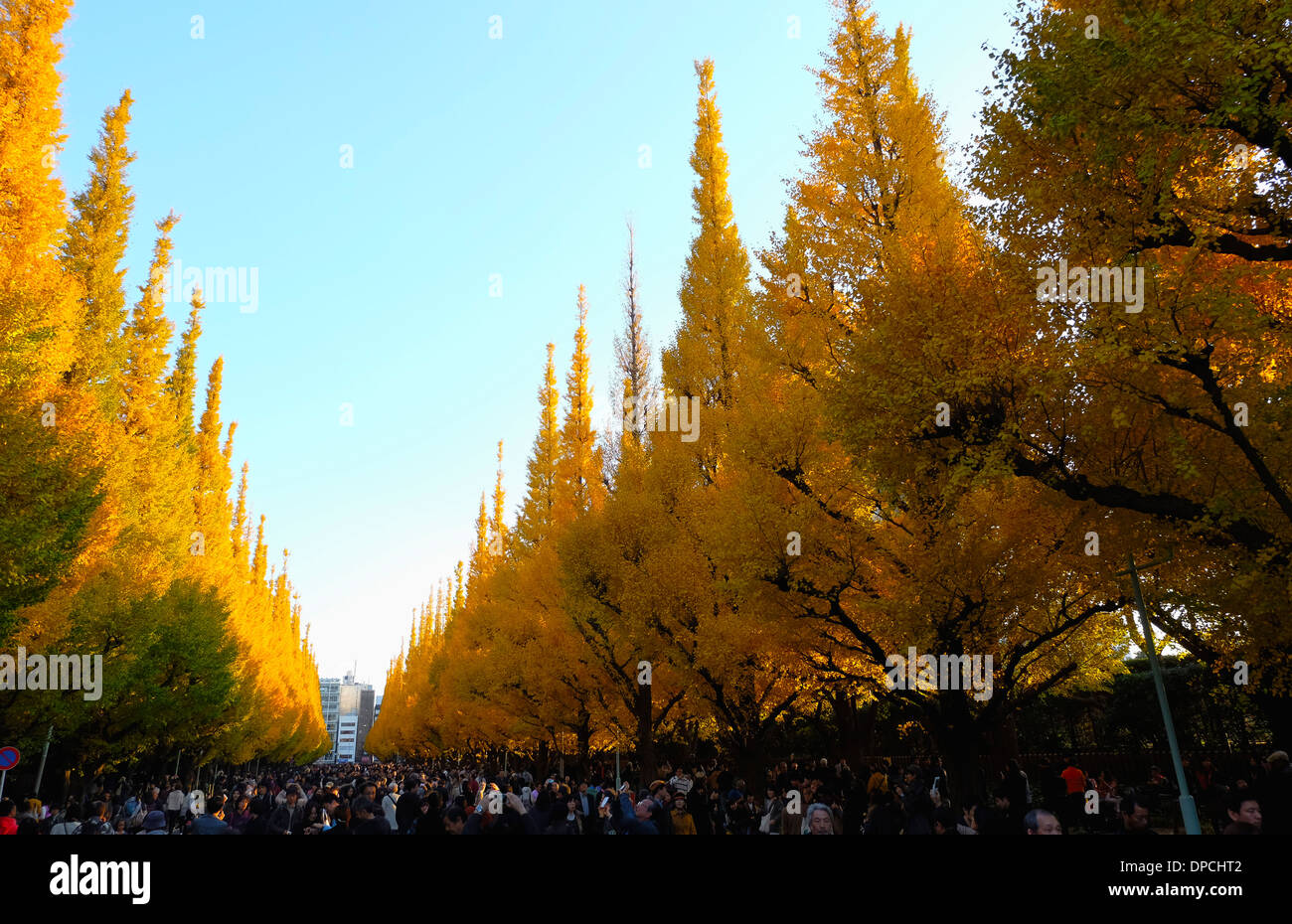Jingu Gaien Gingko Festival Foto Stock