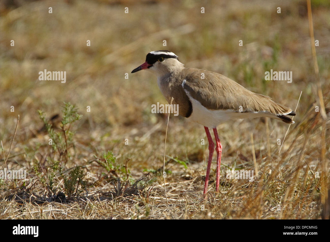 Incoronato Pavoncella (Vanellus coronatus) Foto Stock