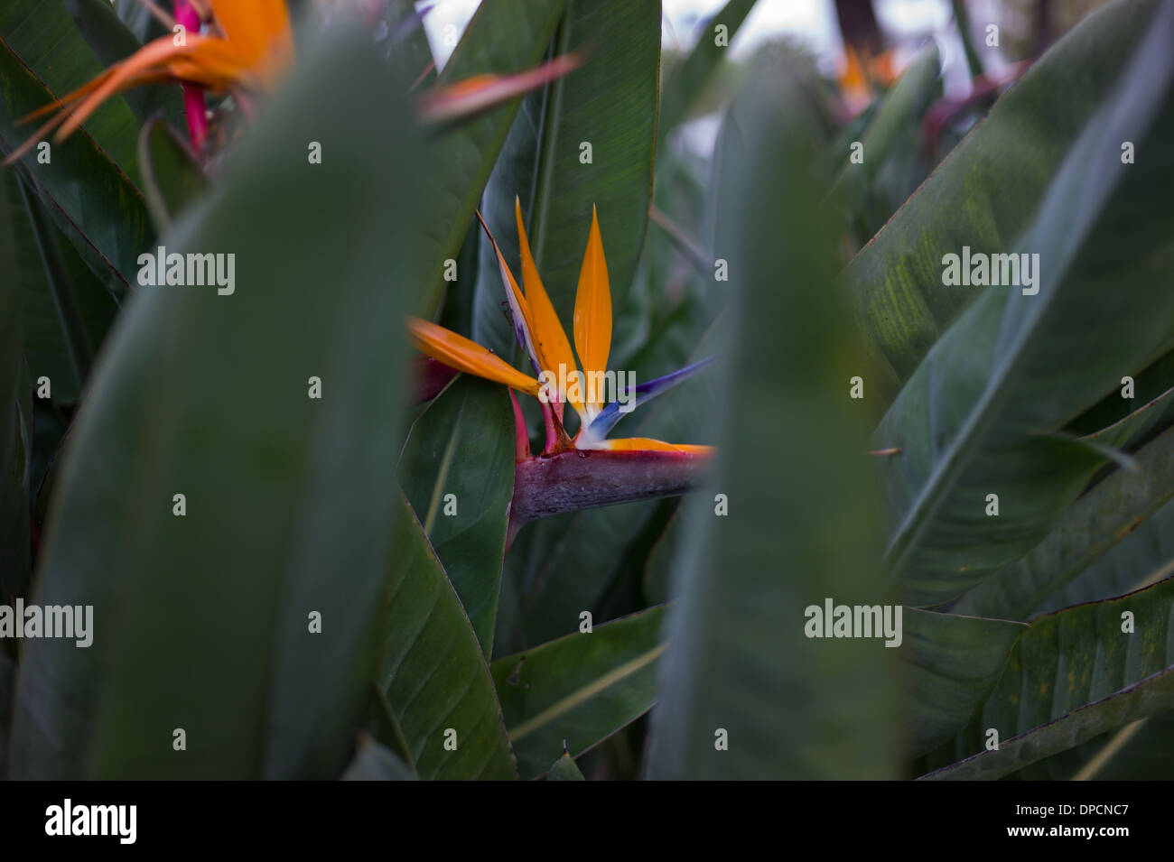 Un impianto di Strelitzia in Puerto Banus Andalusia,Spagna.uccello del paradiso fiore. Foto Stock