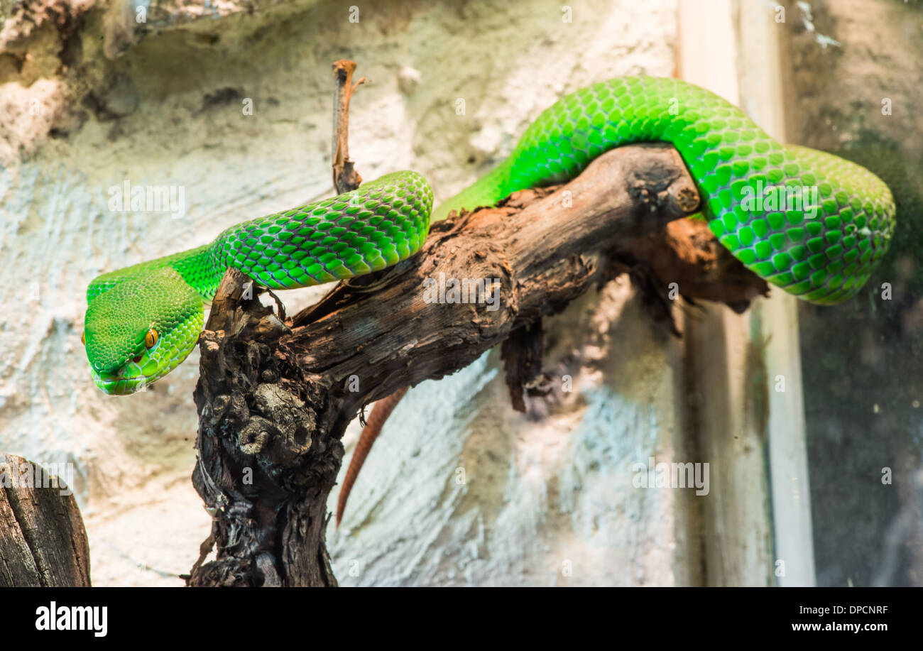 Green Snake si insinua su albero. Close up Foto Stock