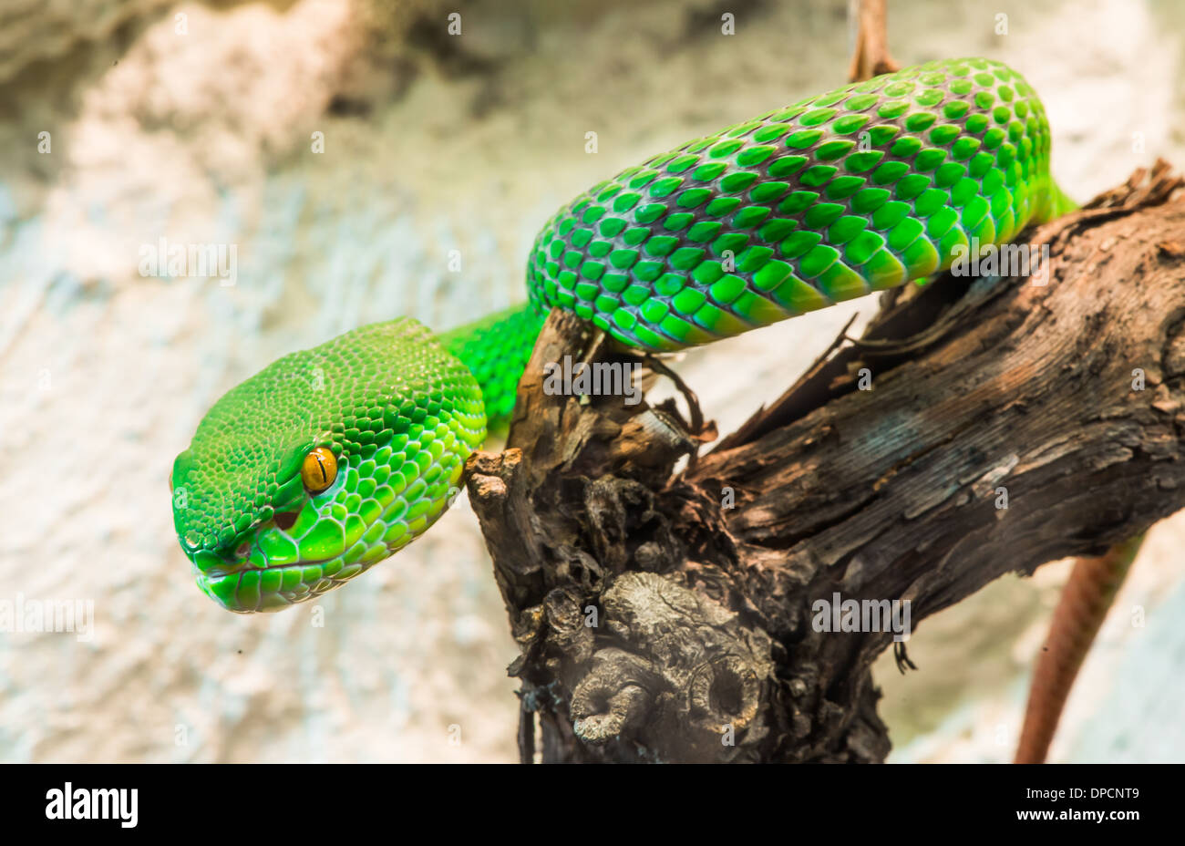 Green Snake si insinua su albero. Close up Foto Stock