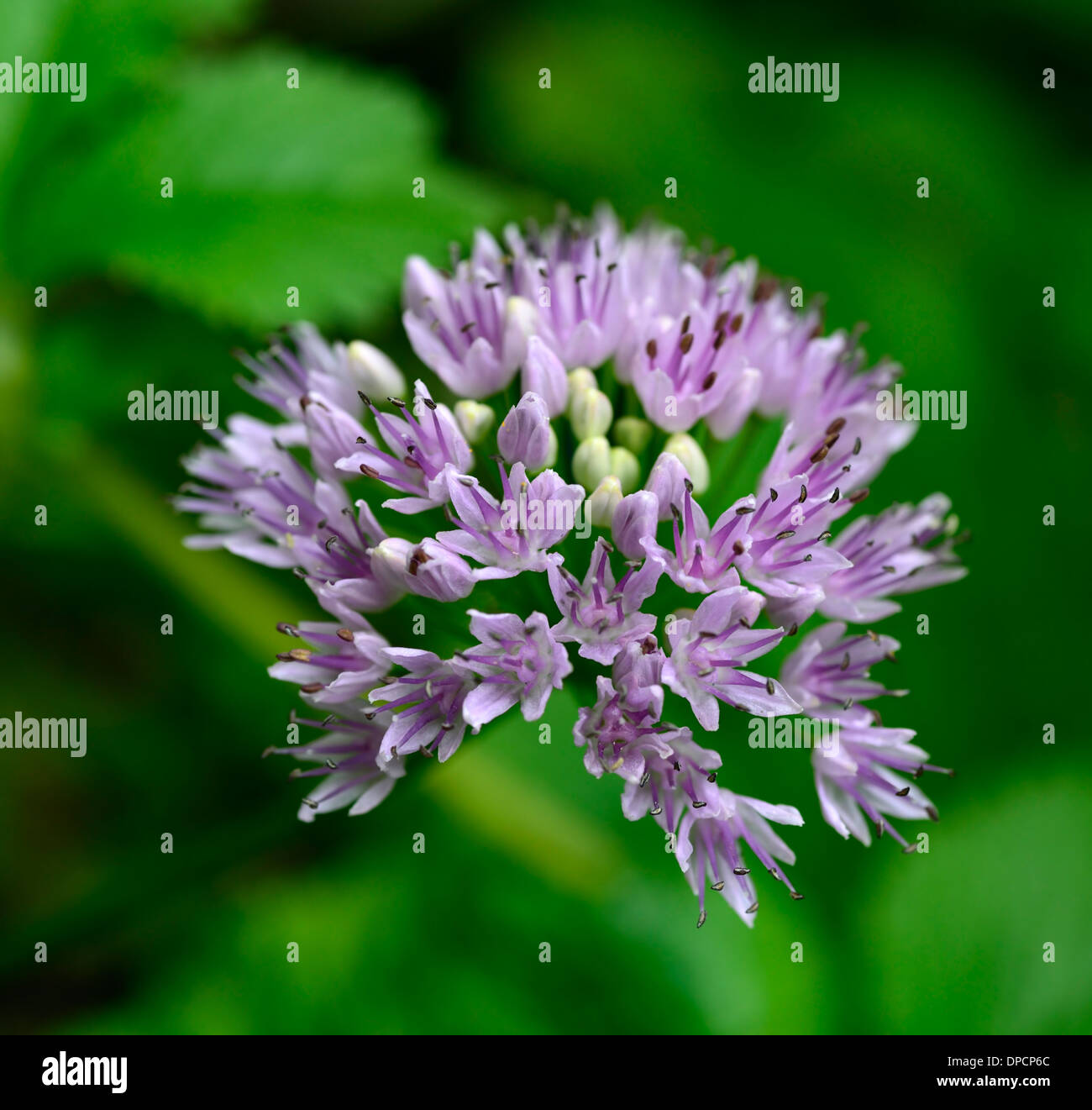 Allium nutans blu erba cipollina estivi di luglio ritratti di piante fiori di colore rosa pallido petali lampadine erbe commestibili closeup culinaria selective Foto Stock