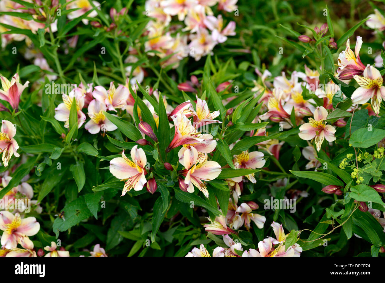 Peruviano alstroemeria lilly giglio degli incas rosa pesca a filo lavato fiore fioritura fioritura perenne fioritura Foto Stock